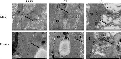 Up-Regulation of Glycogen Synthesis and Degradation Enzyme Level Maintained Myocardial Glycogen in Huddling Brandt’s Voles Under Cool Environments